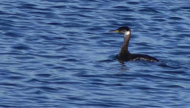 Red-necked Grebe - ML149876291
