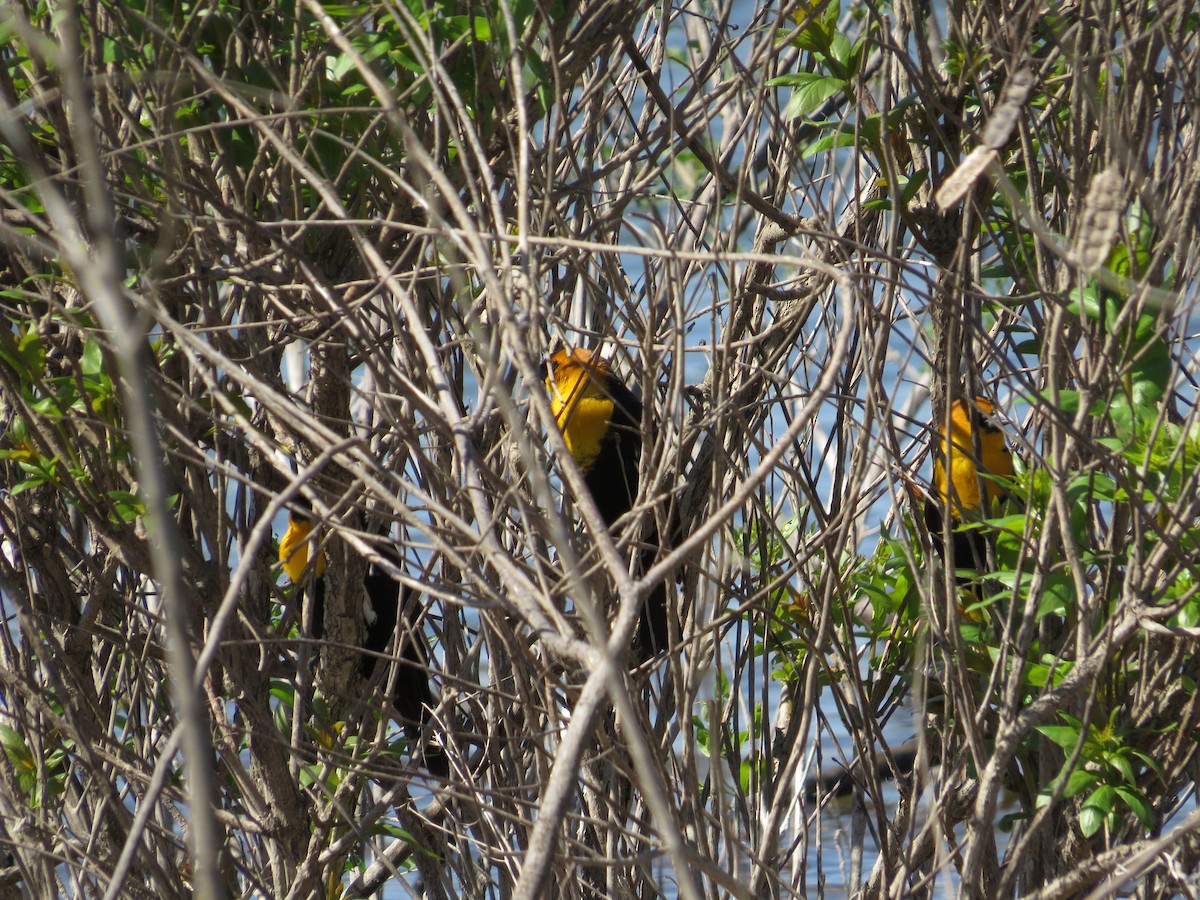 Yellow-headed Blackbird - Keir Randall