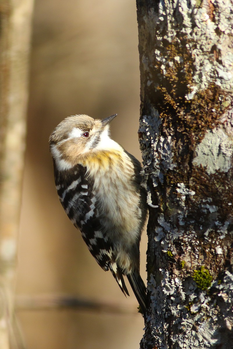 Japanese Pygmy Woodpecker - Tong Mu