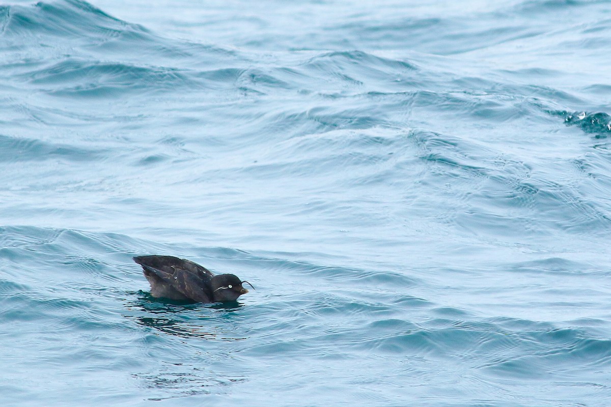 Crested Auklet - ML149877791