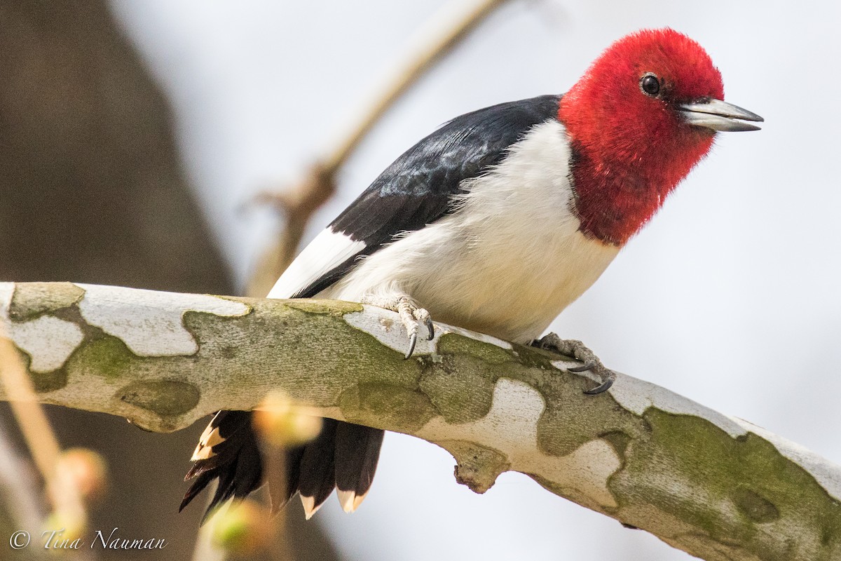 Red-headed Woodpecker - Tina Nauman