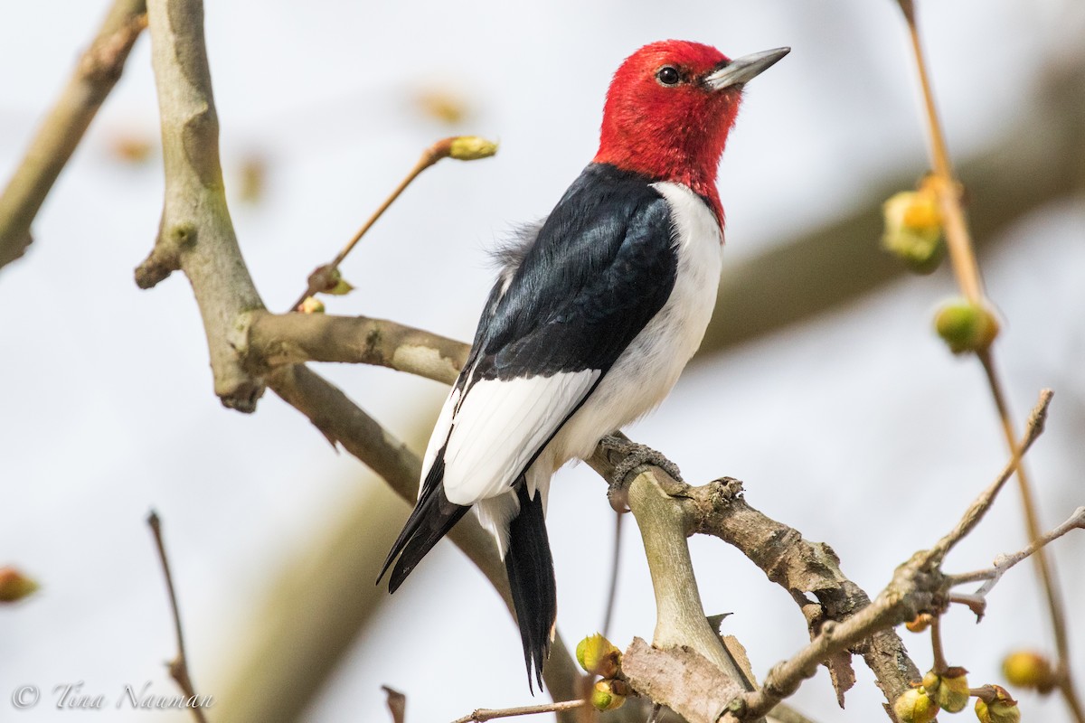 Red-headed Woodpecker - Tina Nauman