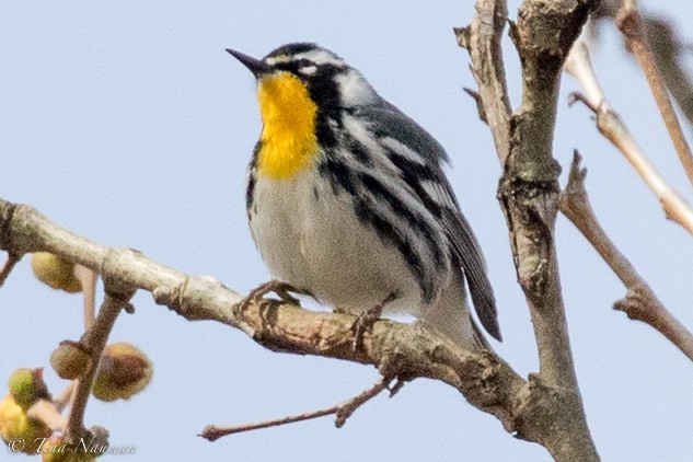Yellow-throated Warbler - Tina Nauman