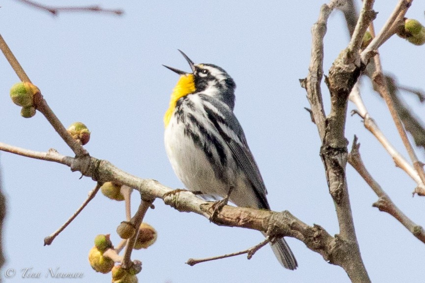 Yellow-throated Warbler - Tina Nauman