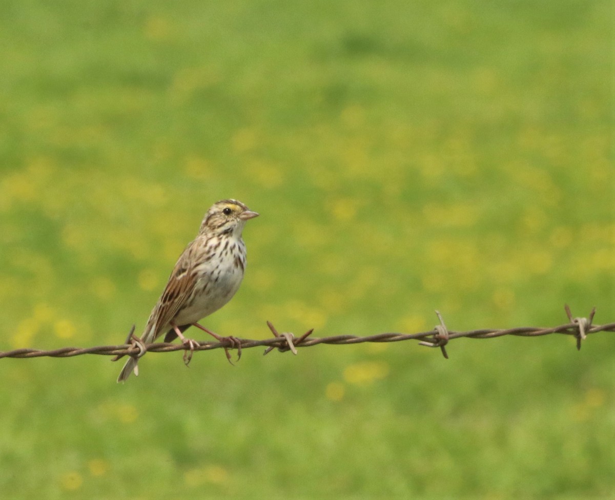 Savannah Sparrow - Araks Ohanyan