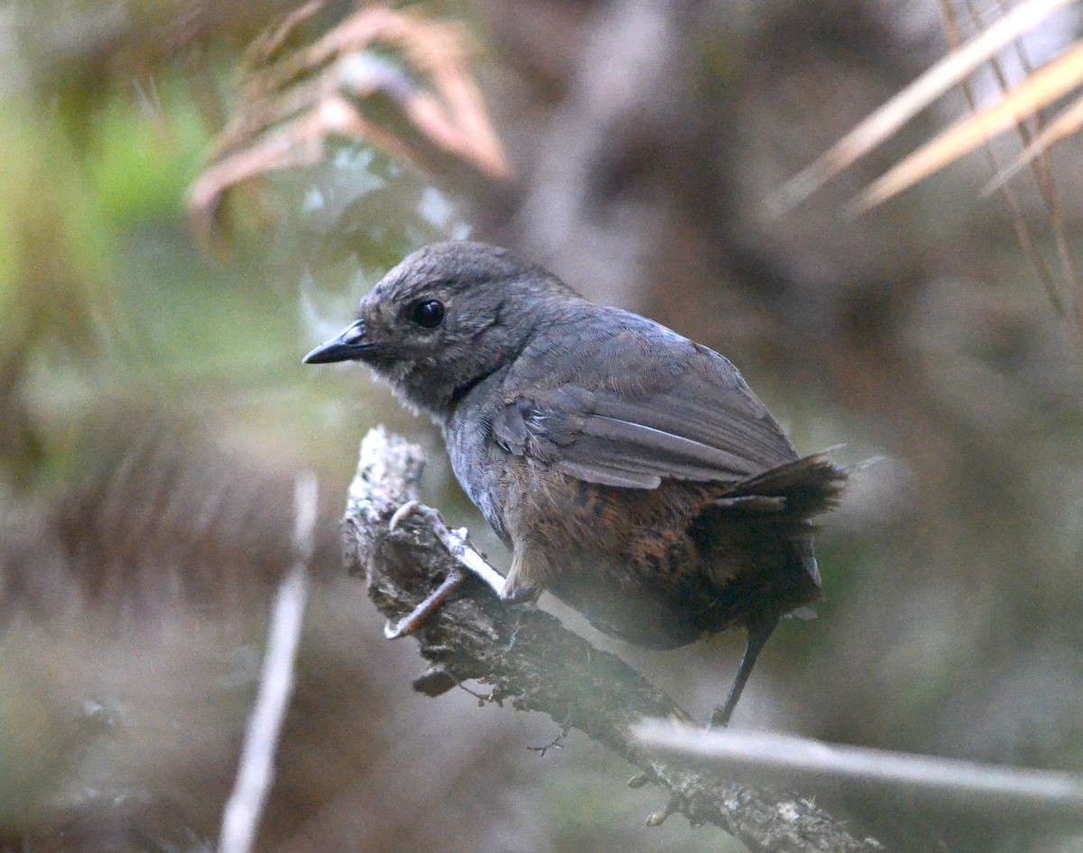 Brown-rumped Tapaculo - ML149880231