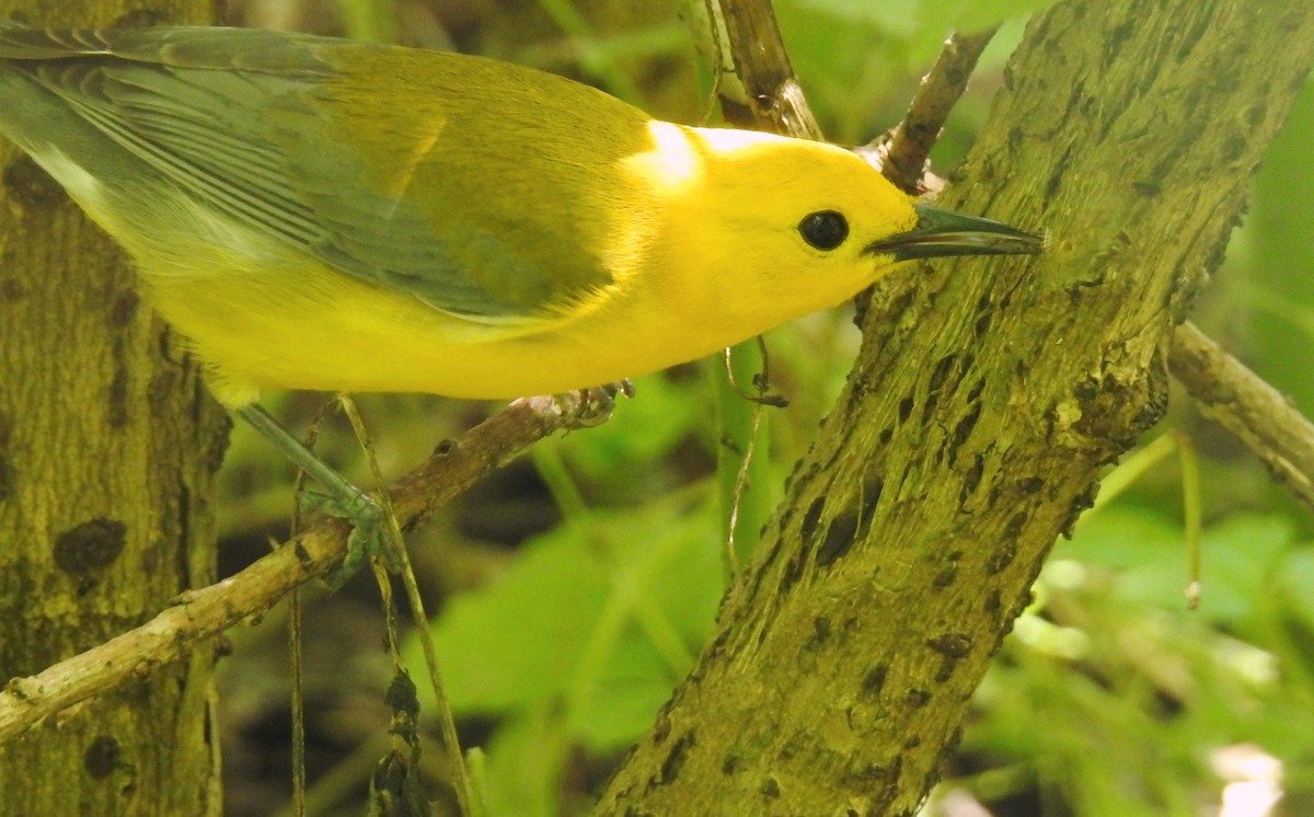 Prothonotary Warbler - Missy Bowen