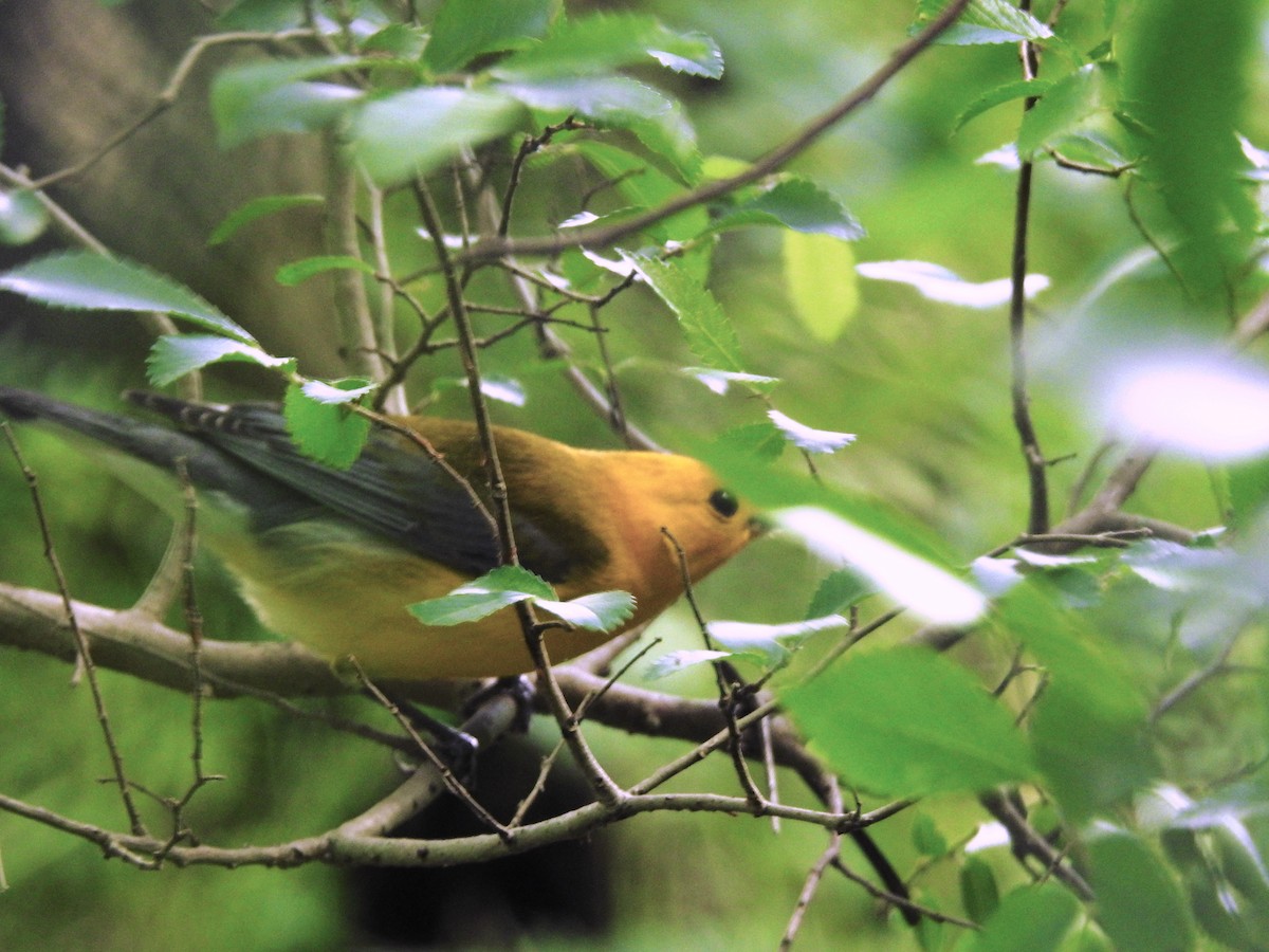 Prothonotary Warbler - ML149882961