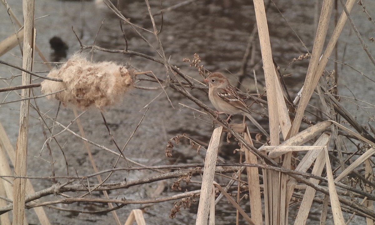 Field Sparrow - Drew Weber