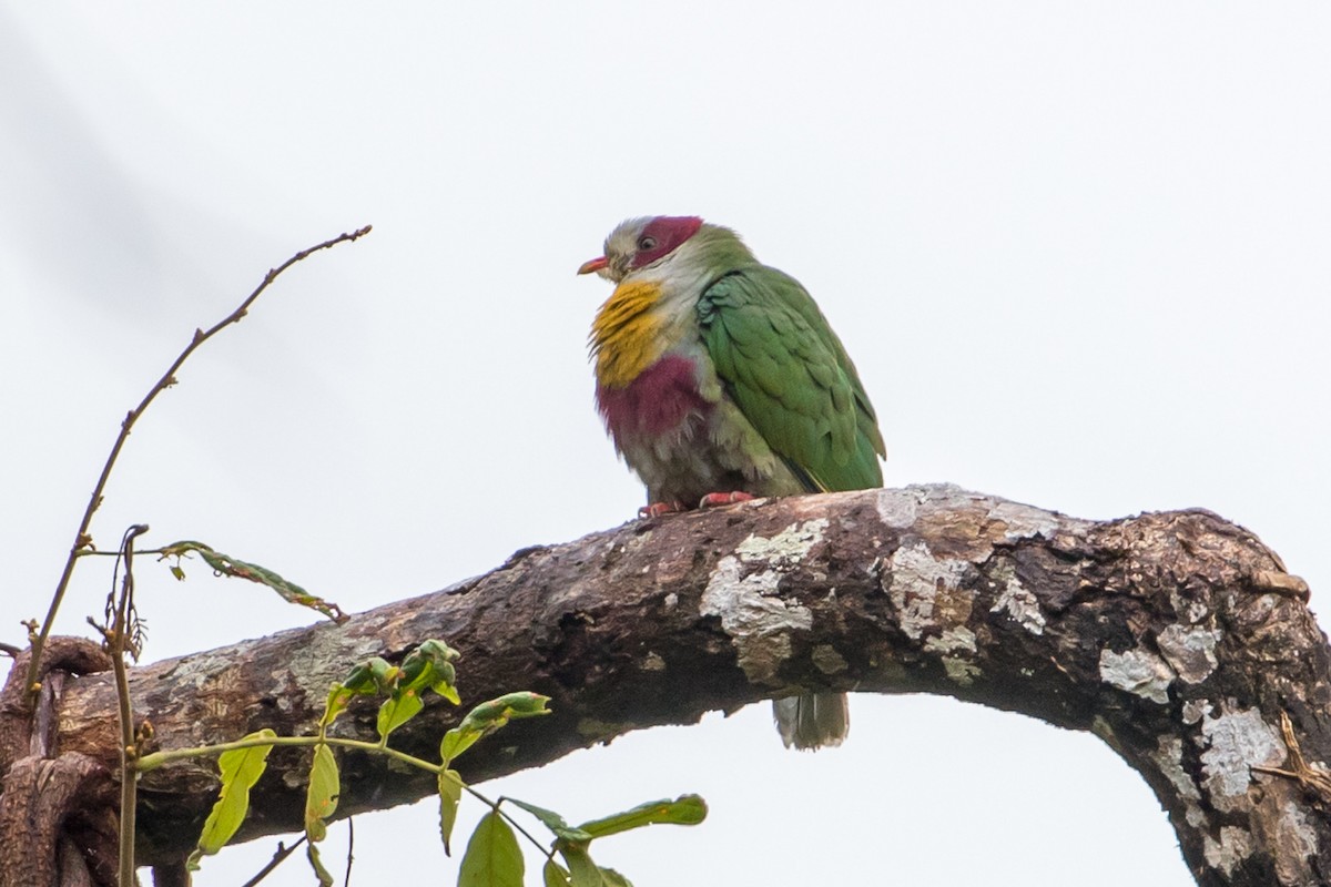 Yellow-breasted Fruit-Dove - ML149883741