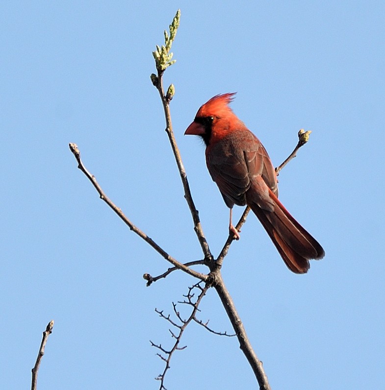 Northern Cardinal - Arun Prabhu