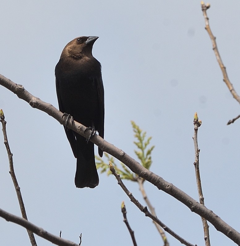 Brown-headed Cowbird - Arun Prabhu