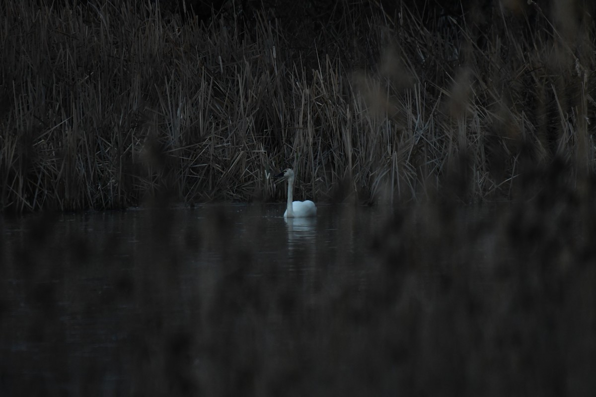 Tundra Swan (Whistling) - Ian Hearn