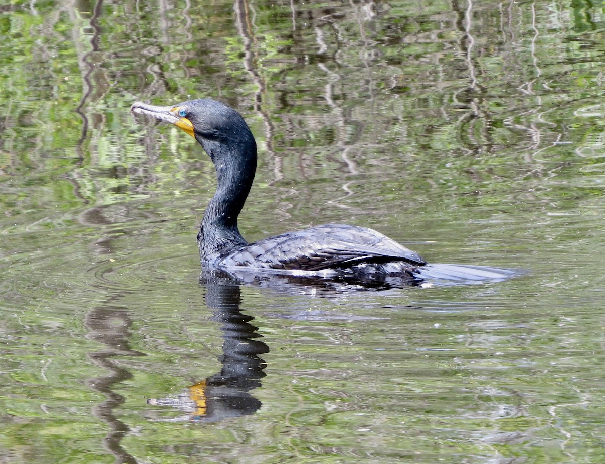 Double-crested Cormorant - Terry Hill