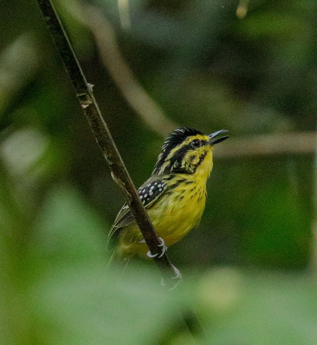Yellow-browed Antbird - ML149888581