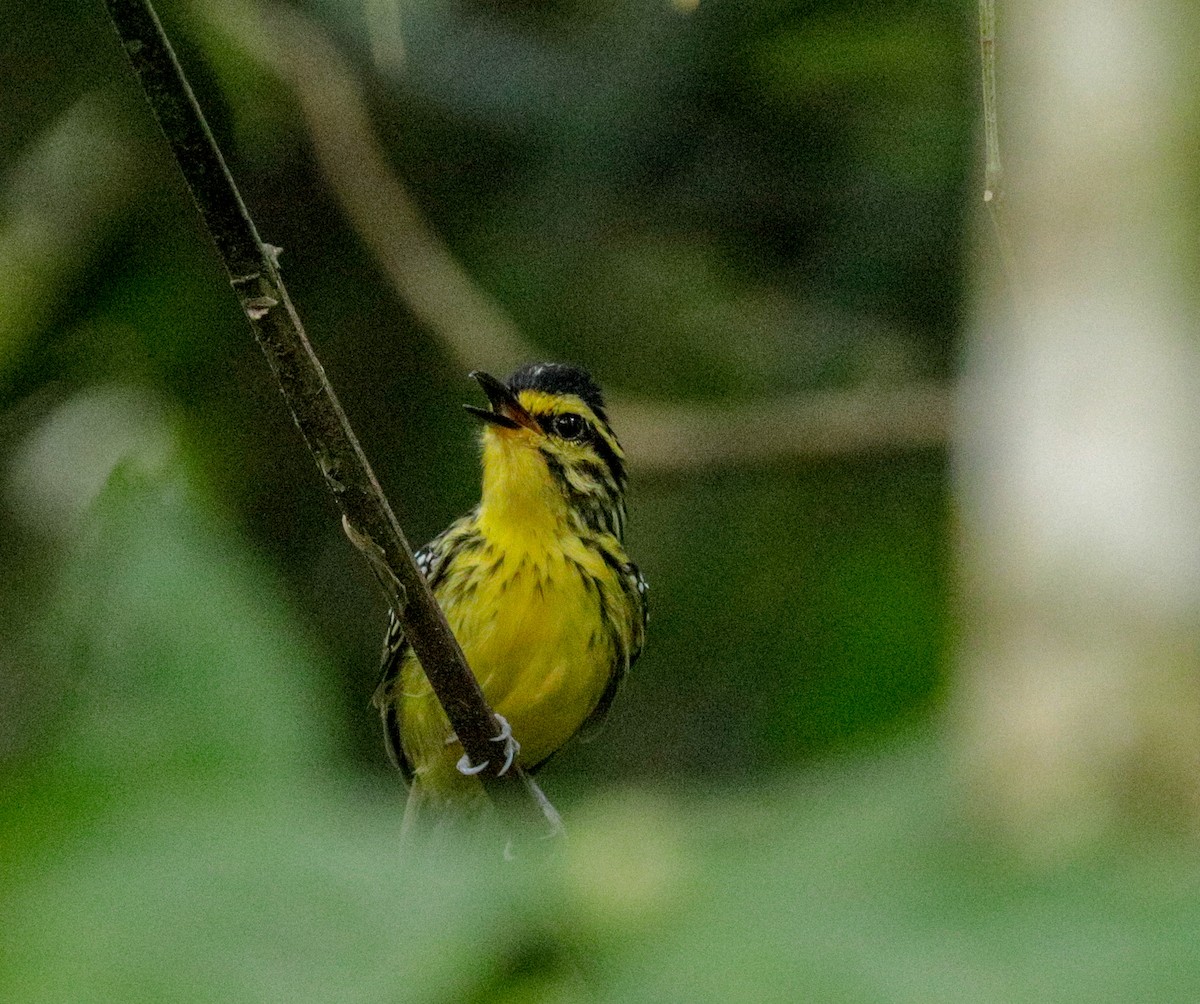 Yellow-browed Antbird - ML149888671