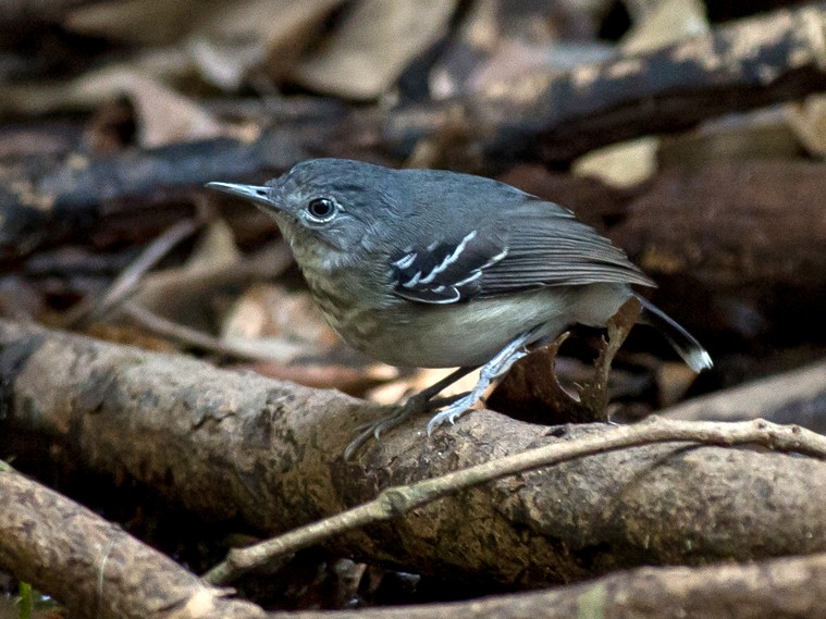Band-tailed Antbird - Joao Quental JQuental