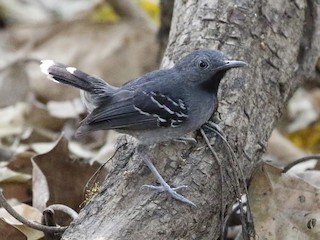 Adult male - Dave Curtis - ML149890511