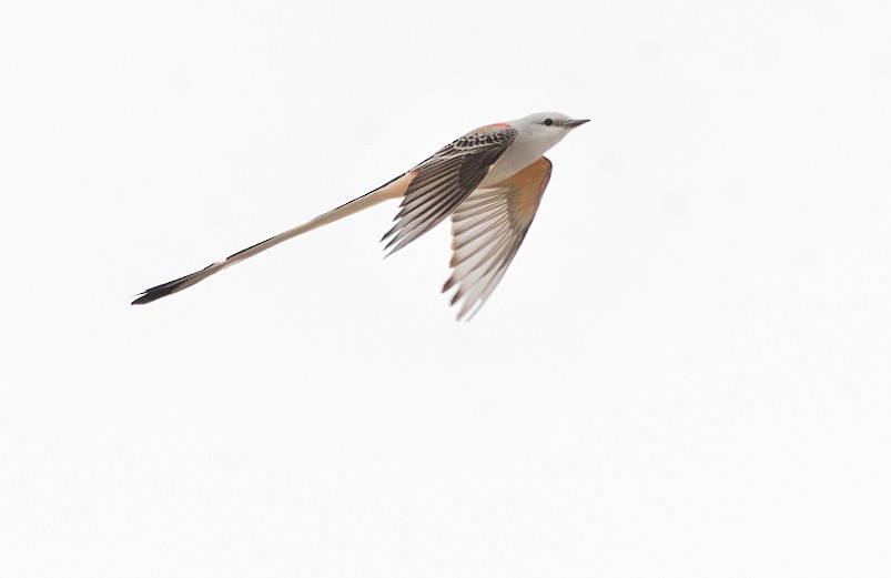 Scissor-tailed Flycatcher - Arun Prabhu