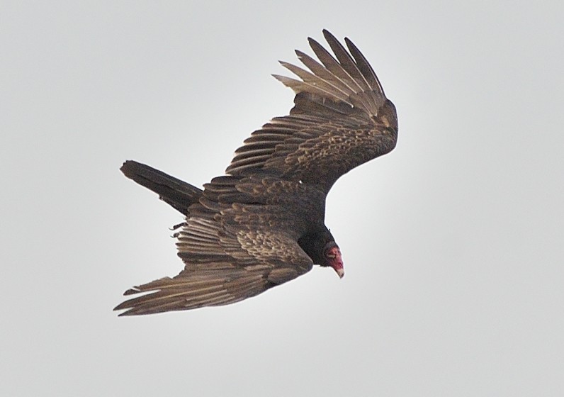 Turkey Vulture - Arun Prabhu