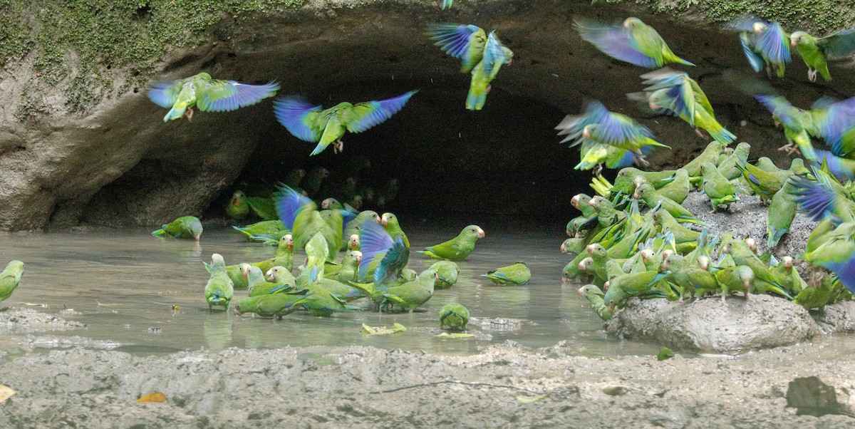 Cobalt-winged Parakeet - Susan Mac