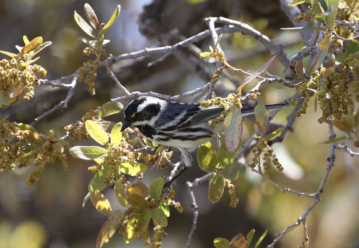 Black-throated Gray Warbler - Mary Backus