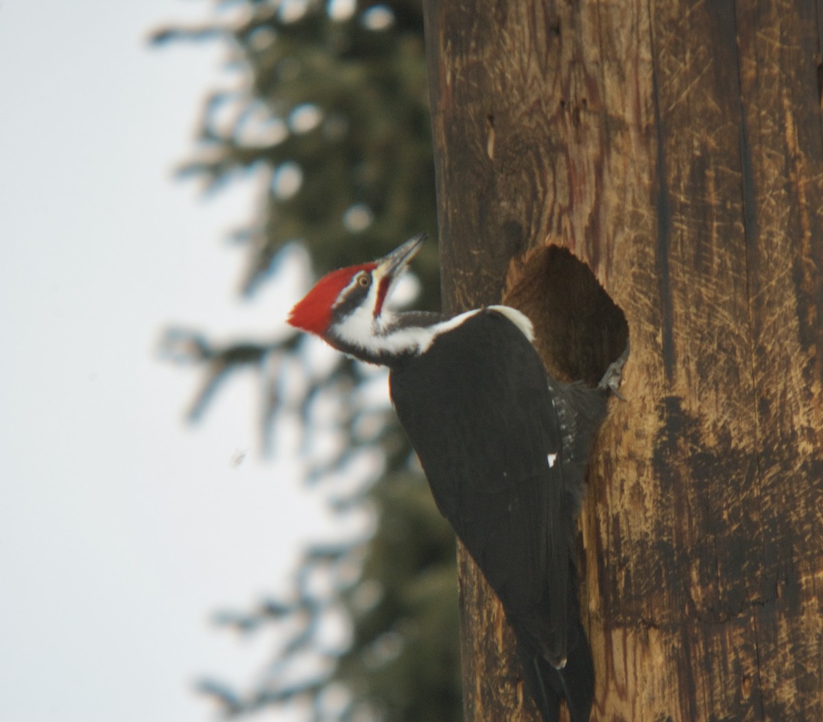 Pileated Woodpecker - Reid Hildebrandt