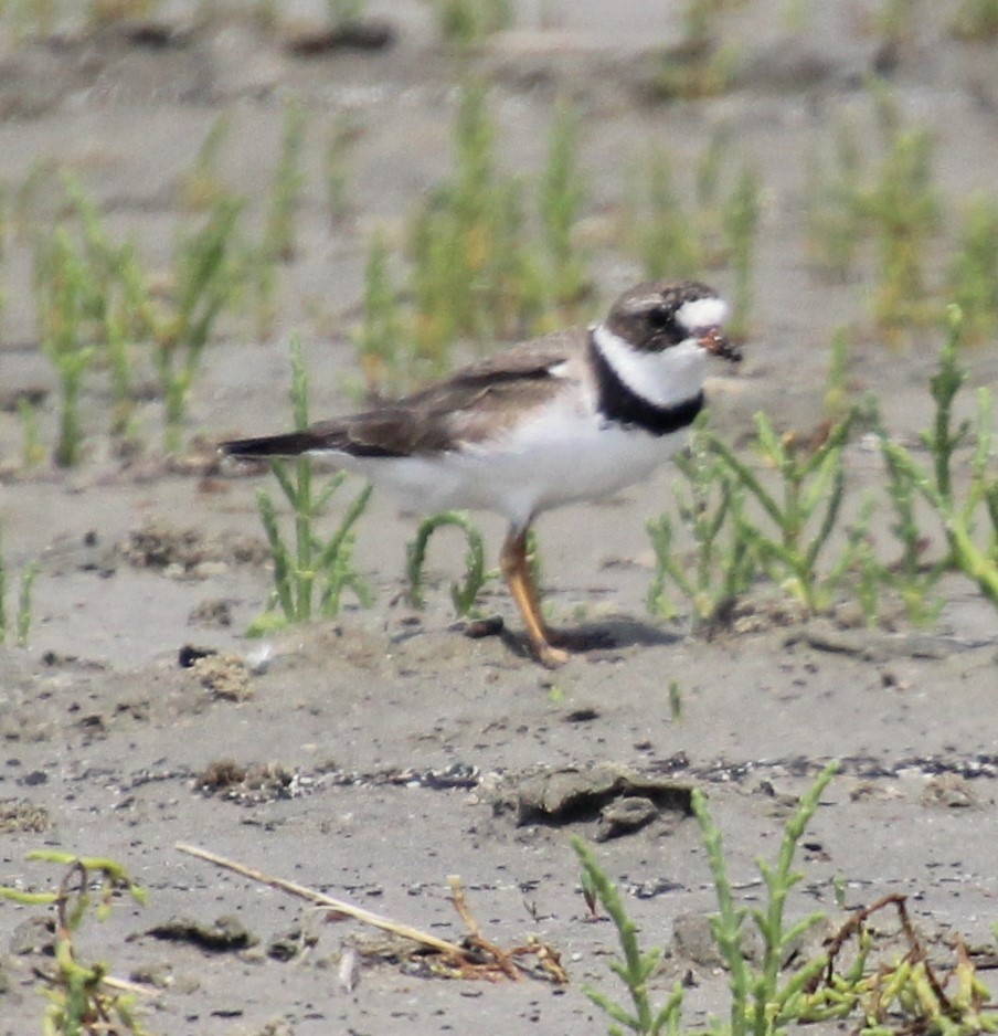 Semipalmated Plover - ML149895471
