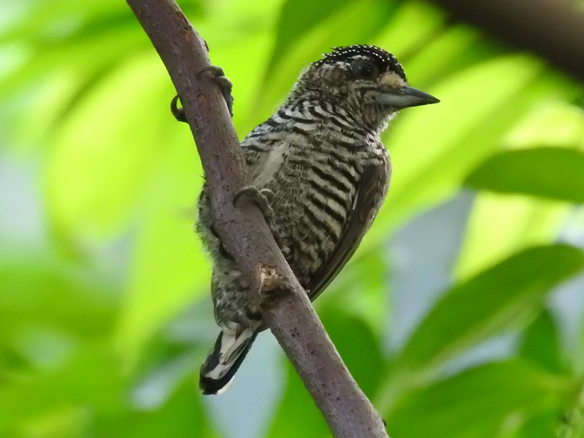 White-barred Piculet - Thays Hungria