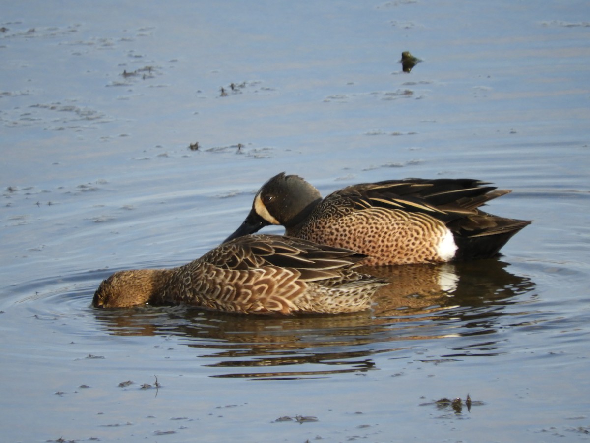 Blue-winged Teal - ML149901101