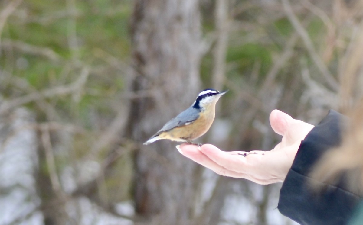 Red-breasted Nuthatch - Marilyn Hubley