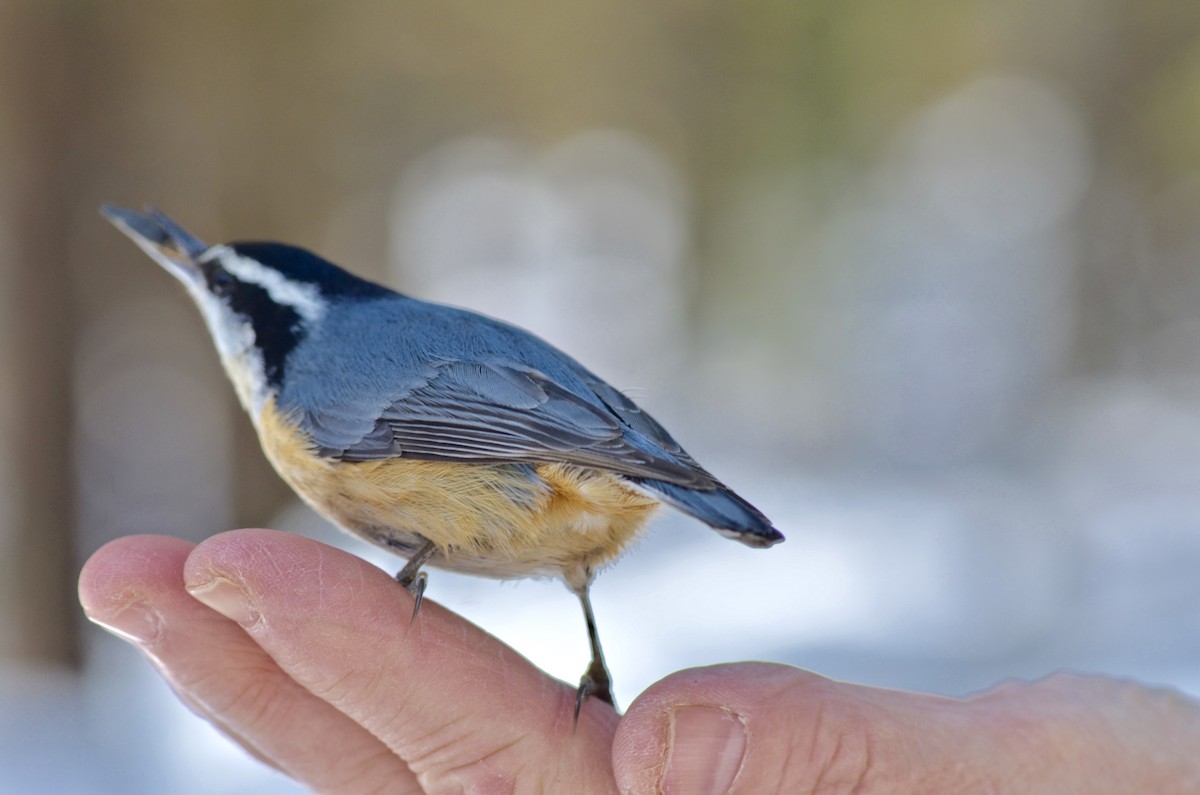 Red-breasted Nuthatch - Marilyn Hubley