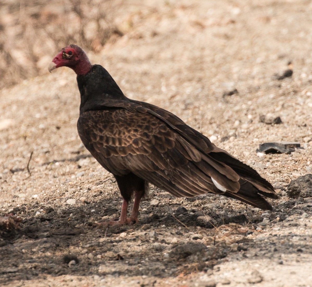 Turkey Vulture - Richard Lachance
