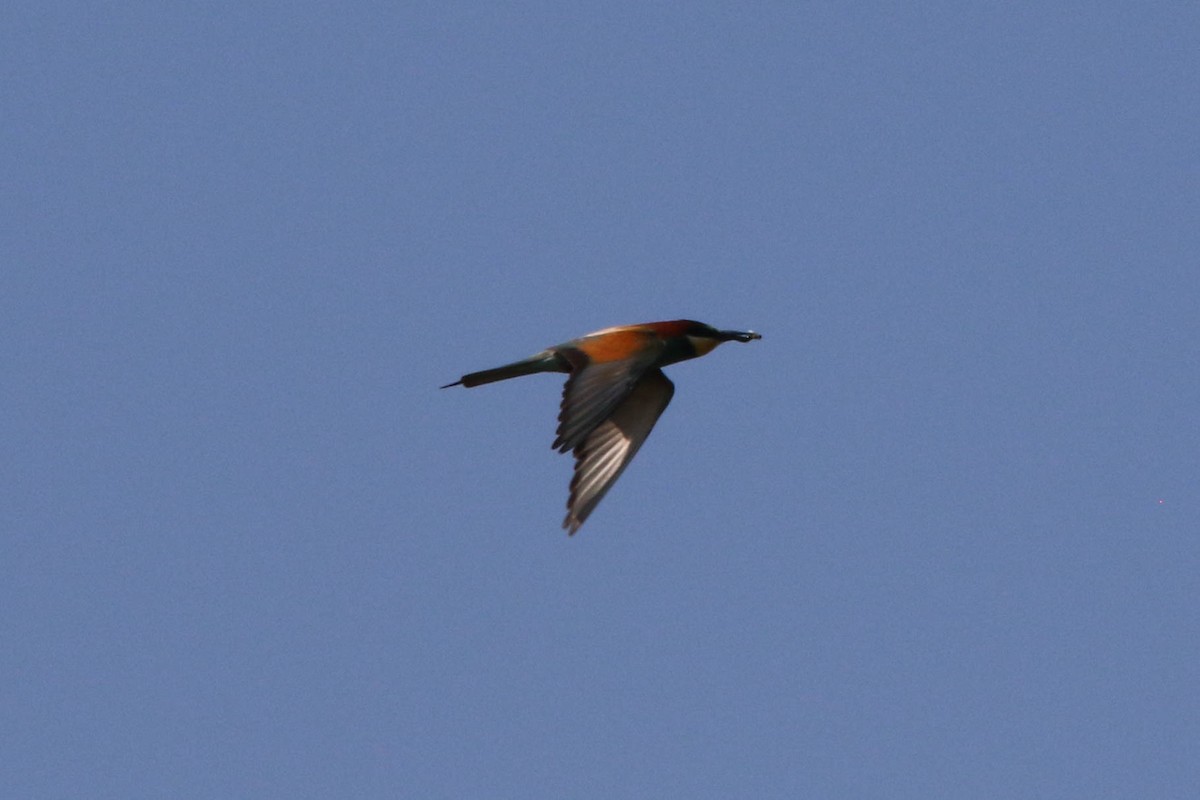 European Bee-eater - ML149909071