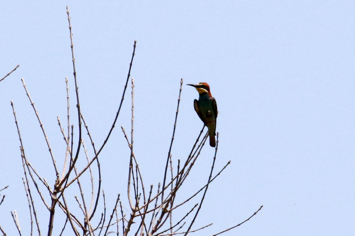 European Bee-eater - ML149910121