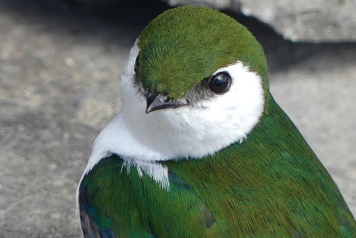 Violet-green Swallow - ML149911791