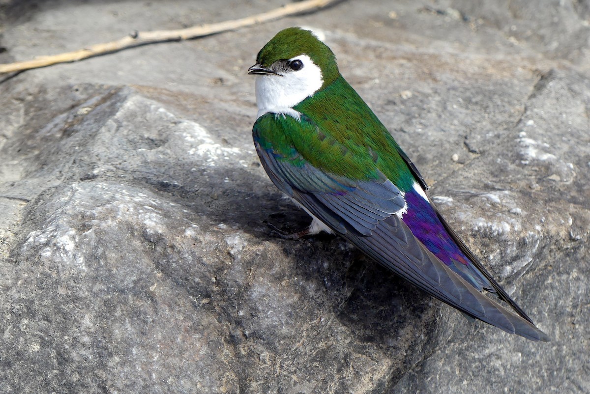 Violet-green Swallow - Brad Vissia