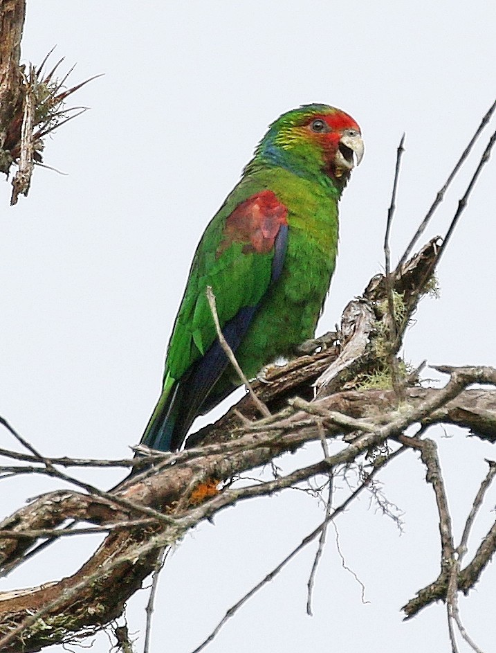 Red-faced Parrot - Charlotte Byers