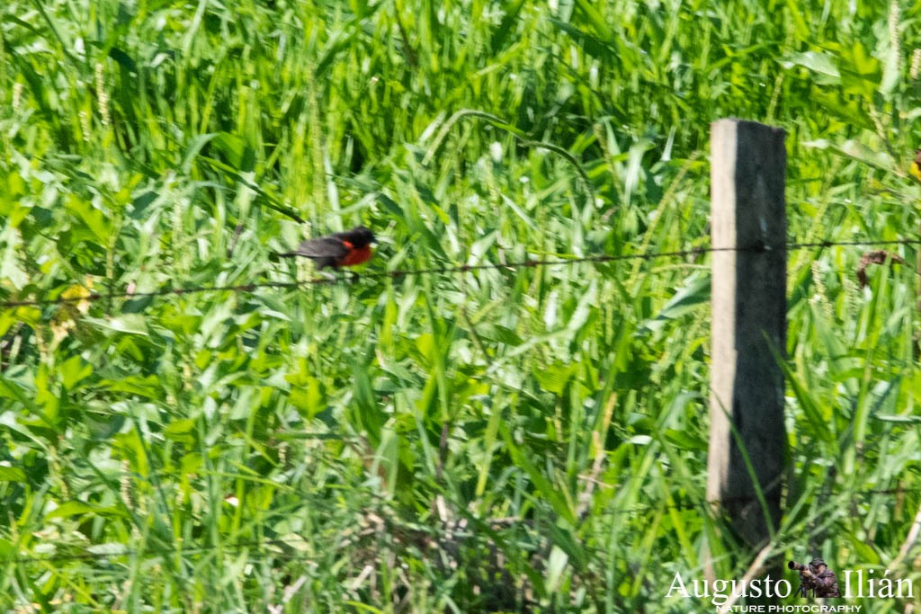 Red-breasted Meadowlark - ML149912661