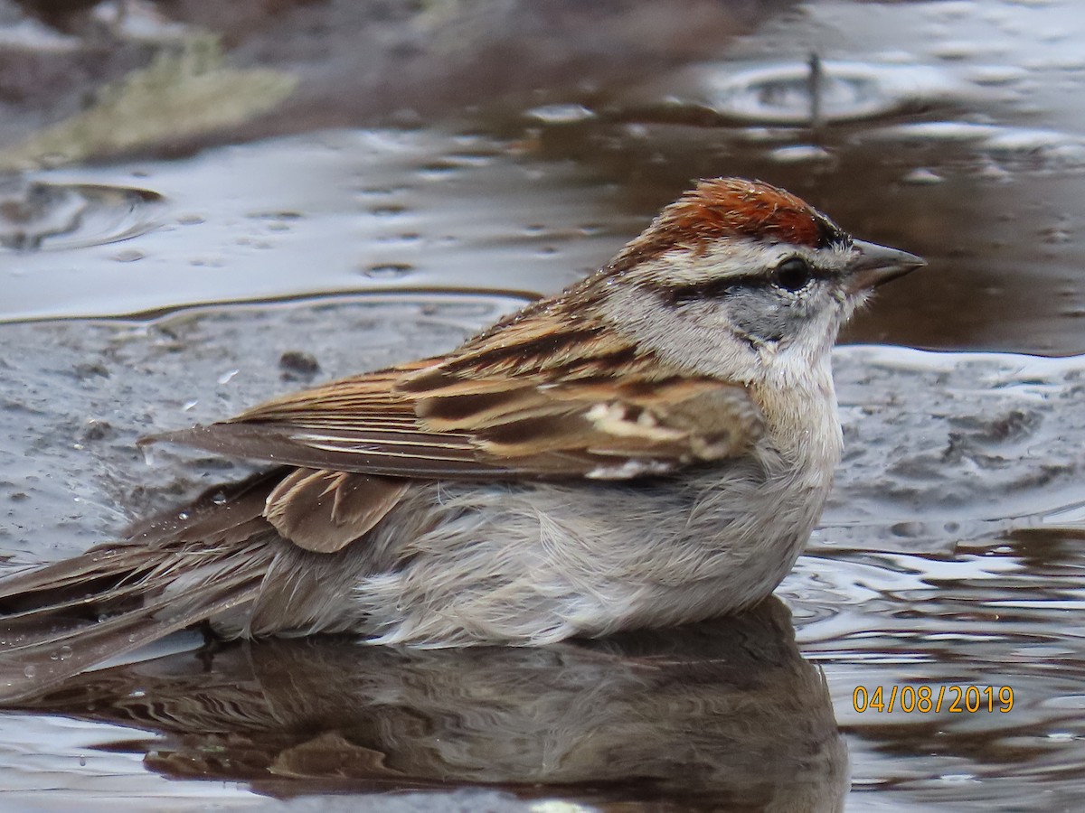 Chipping Sparrow - ML149913001