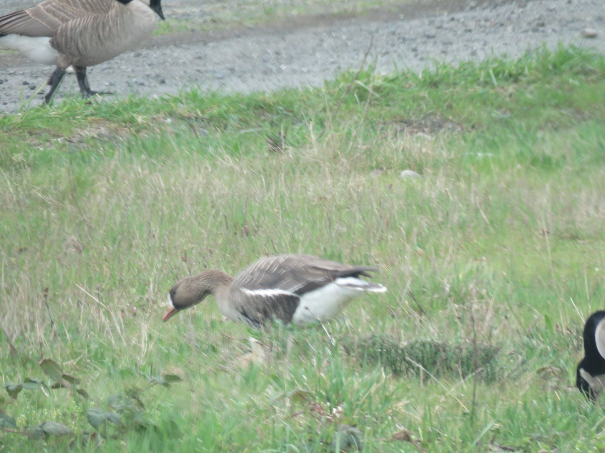 Greater White-fronted Goose - Judith White