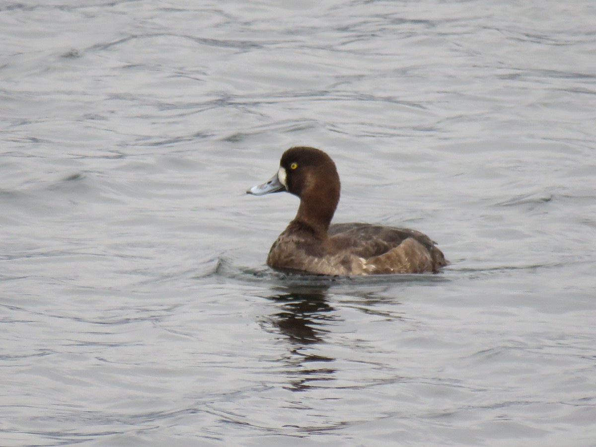 Greater Scaup - Judith White