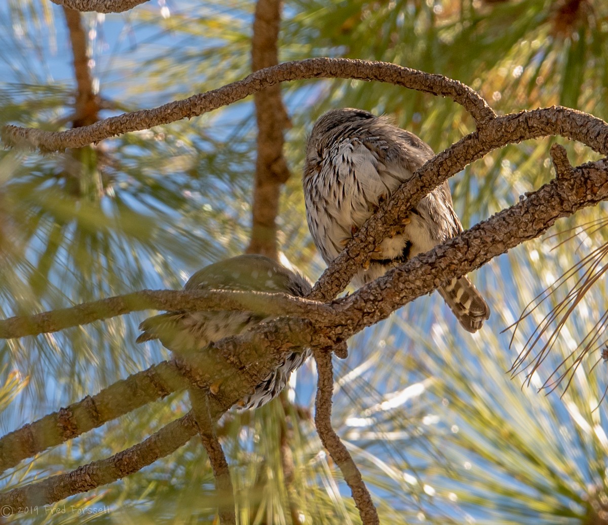 Northern Pygmy-Owl (Mountain) - Fred Forssell
