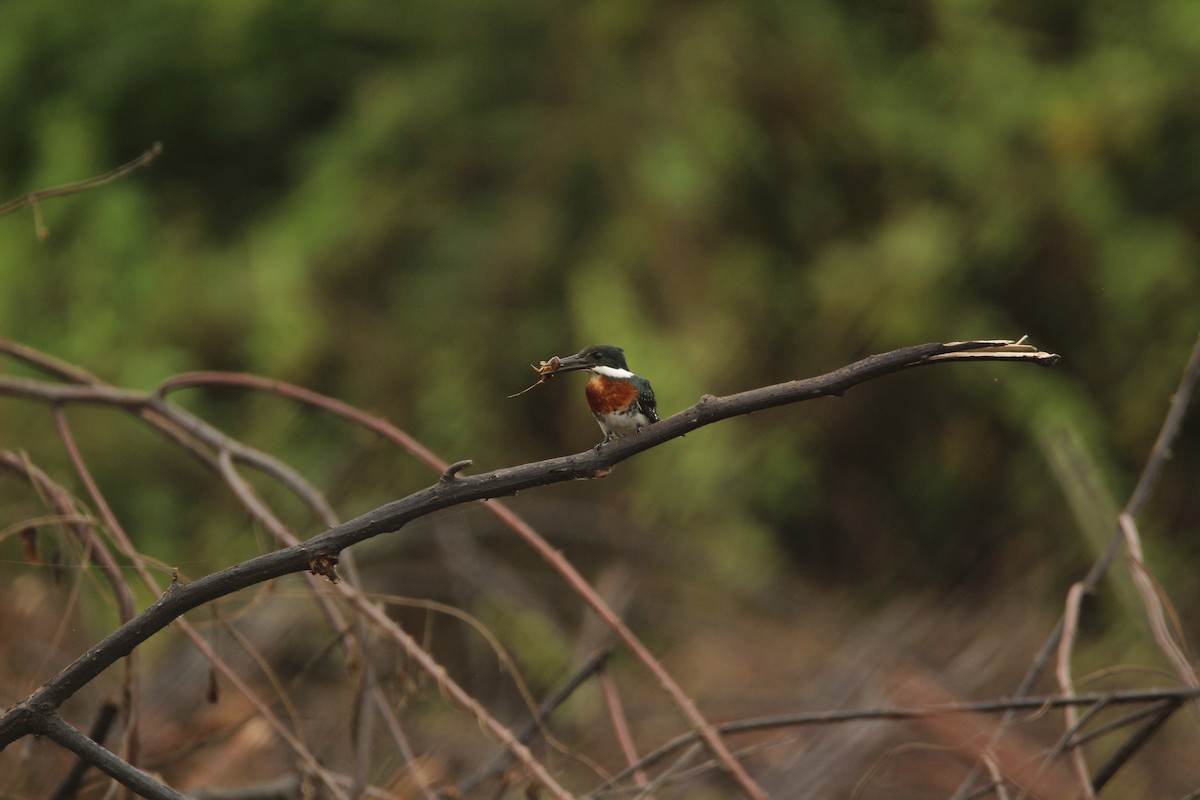 Green Kingfisher - Pedro Bernal