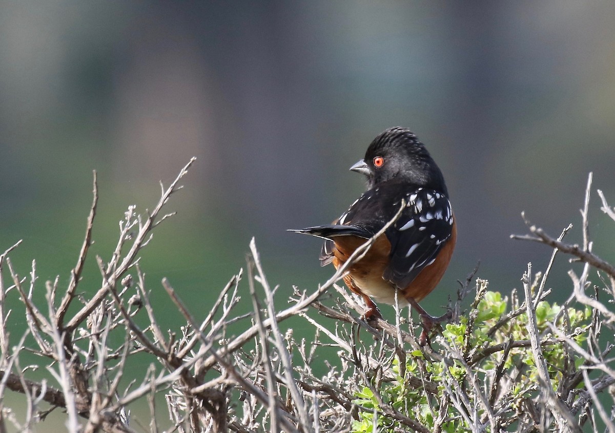 Spotted Towhee - ML149922761