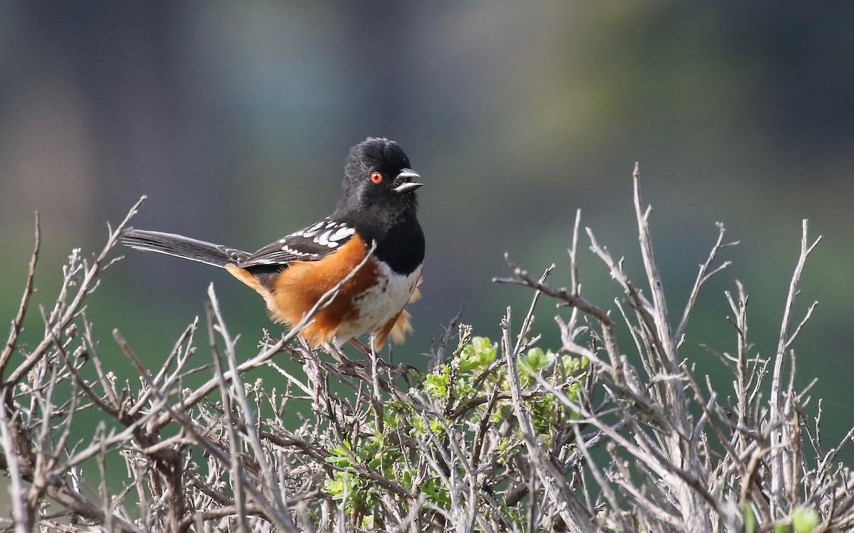 Spotted Towhee - ML149922771