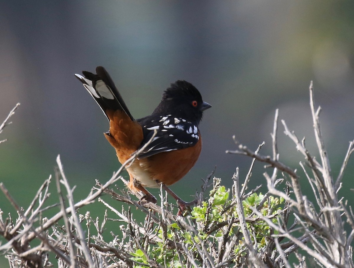 Spotted Towhee - ML149922811