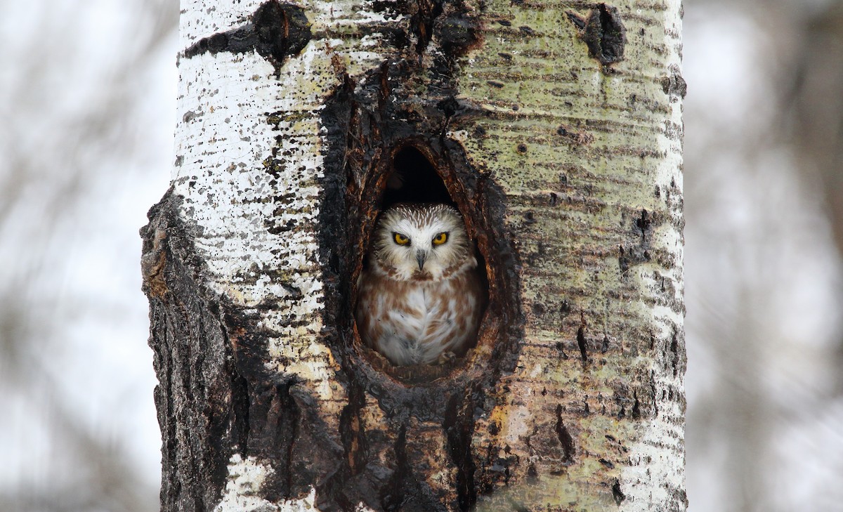 Northern Saw-whet Owl - Andrew Elgin