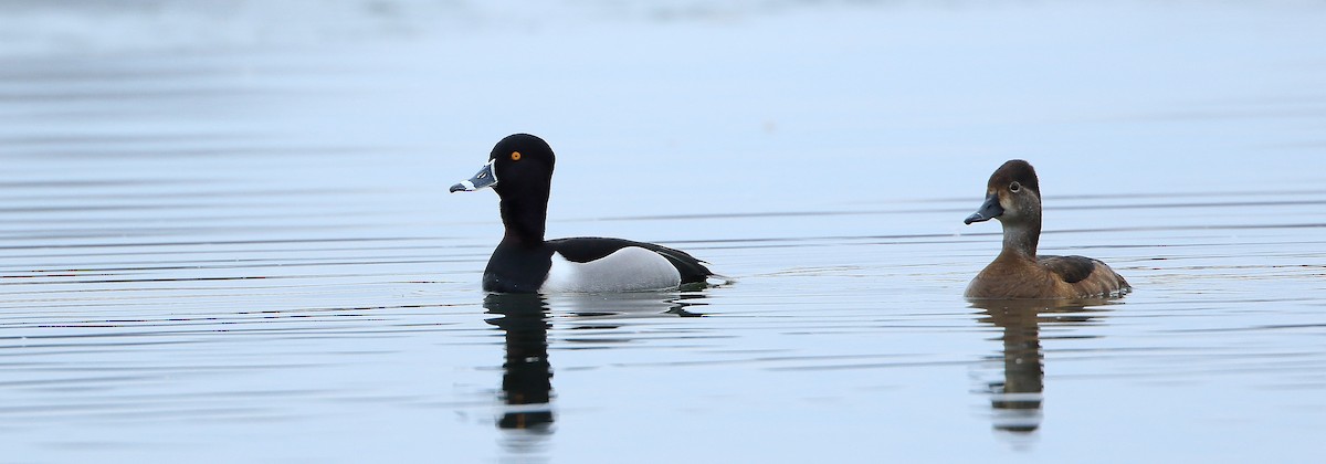 Ring-necked Duck - Serge Rivard