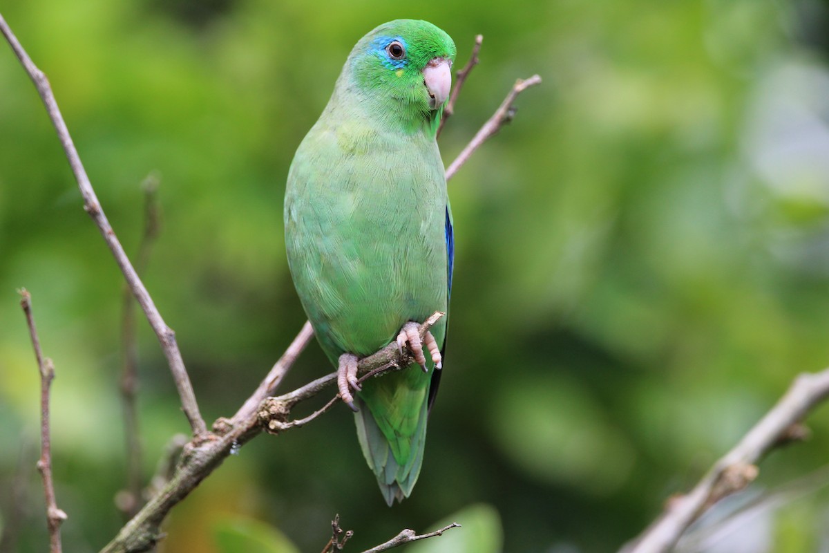 Spectacled Parrotlet - Pedro Bernal
